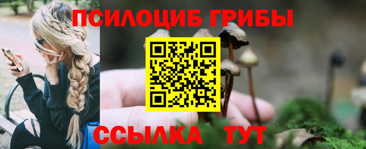 дарнет шоп  Аша  Галлюциногенные грибы Psilocybine cubensis 